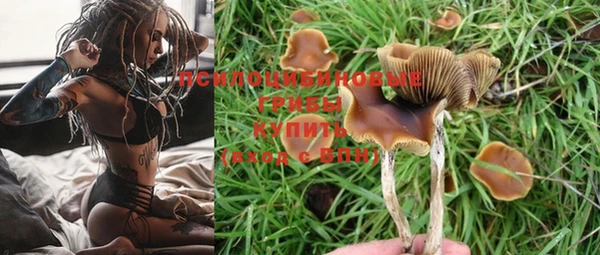 индика Каменногорск